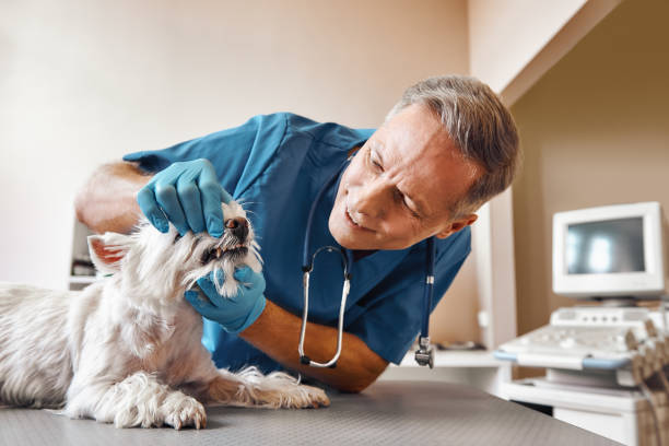 Best Knocked-Out Tooth (Avulsed Tooth) Treatment in Pendleton, SC